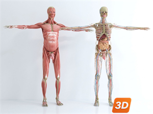 Medical Equipment Skp Files
